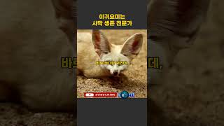 사막의 생존 전문가 귀요미 페넥여우 fennecfox 여우 동물 [upl. by Lody]