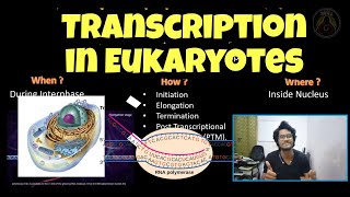 Transcription in Eukaryotes  Tamil  5 capping  3 PolyA tail  Splicing  Biology  ThiNK VISION [upl. by Zat]