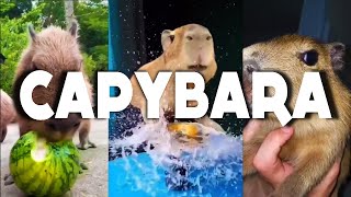 CAPYBARA COMPILATION TO CAPYBARAS FANS [upl. by Eadahc]