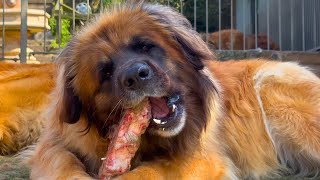 Leonberger Feeding time [upl. by Jala]