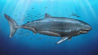 What Did Megalodon Really Look Like [upl. by Jarnagin]