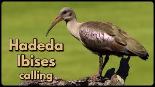 HADEDA IBISES calling  probably the loudest bird in Africa [upl. by Luthanen]