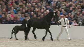 Compilatie Hengstenshow Stal de Mersken  Stal HvM [upl. by Adnouqal]