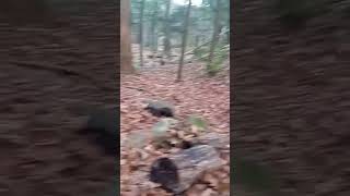 Ill be out here for the rest of ever camp camping bushcraftcamping survival bushcraft howto [upl. by Cida]