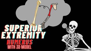 Humerus  Superior Extremity  Parts Borders Surfaces amp Muscle Attachments  3D Modelling [upl. by Rusticus]