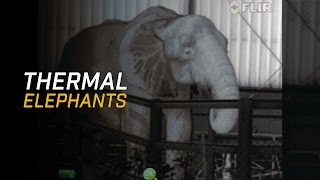 FLIR Thermal Elephants [upl. by Reivad95]