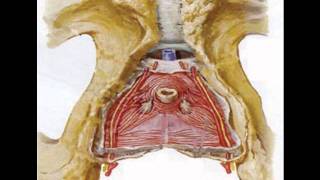 Pudendal Nerve Entrapment Pudendal Neuralgia Pelvis Anatomy [upl. by Hpeosj]