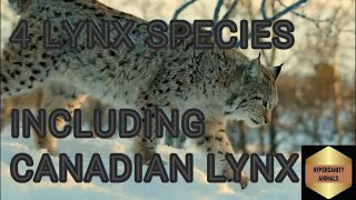 Escaping the Cold How Canadian Lynx Survive Winter [upl. by Wiedmann204]