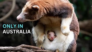 Top 10 Animals Only Found In Australia [upl. by Llertniuq]