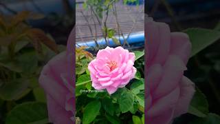 Beautiful Paneer Rose Flower  Terrace Garden  பன்னீர் ரோஜா மாடித்தோட்டம் [upl. by Goode38]