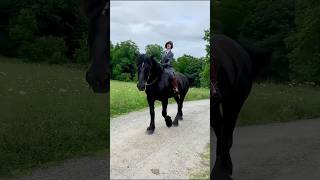 Shire Horse shorts ytshorts [upl. by Hillary]