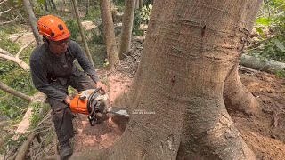 Dangerous  Cutting tall Albasia Trees stihl ms 261 [upl. by O'Connor]