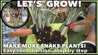 GUIDE TO PROPAGATING SNAKE PLANTS LIKE A PRO Step by step root division method [upl. by Hsoj]