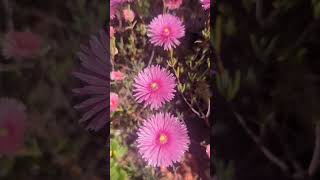 Pink pig face flower 🐖 Perennial mesembryanthemum [upl. by Eibbed876]