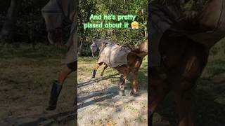 Horse gets MAD 😠 😅 farm equestrian stung [upl. by Olonam607]