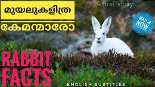 Interesting facts about Rabbit  Rabbit Facts  Malayalam  Animal Factory [upl. by Fenella]