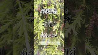 Surah AlMaryam  Tilawat Quran Beautiful recitation surahmaryam quranrecitation shorts ❤️⚘️ [upl. by Ives]