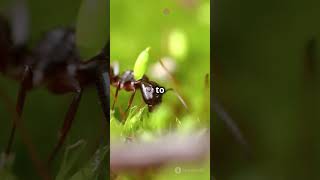 Zombie Ants The Ophiocordyceps Fungus N facts [upl. by Evetta107]