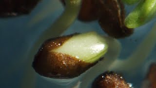 Elegant clarkia Clarkia unguiculata seed germination time lapse [upl. by Mages]