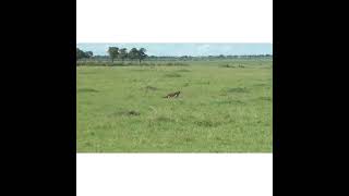 Lion Vs Warthog  Maasai Mara Kenya 2024 [upl. by Ayatnahs]