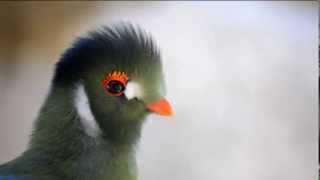 Turaco cariblanco Bioparc Valencia [upl. by Tor148]