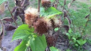 Elecampane inula helenium in mid August [upl. by Portugal]