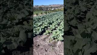 Farm tour for chefs at The Ecology Center in San Juan Capistrano regenerativeagriculture farmtour [upl. by Lymn]