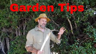 Garden tips for a better hedge and agapanthus [upl. by Petunia225]