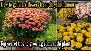 చామంతి పువ్వులు ఎక్కువ పూయాలంటే  how to grow chrysanthemum chamanthi [upl. by Gauntlett]