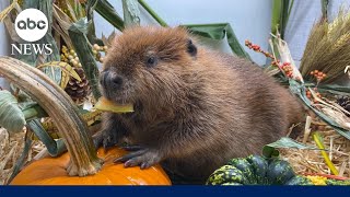 Court to decide fate of an orphaned beaver named Nibi [upl. by Nygem]