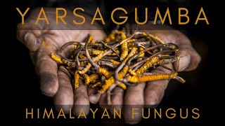 Yarsagumba  World most expensive Himalayan Fungus [upl. by Nbi309]