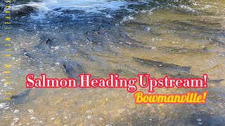 Salmon Heading Upstream nature salmonrun fishing live asmar [upl. by Let]