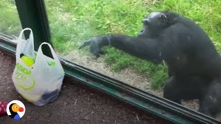 SMART Chimp Asks Zoo Visitors For Drink  The Dodo [upl. by Lorola]