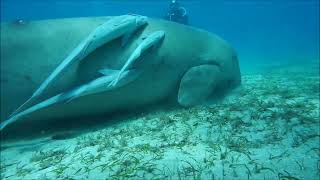 Dugong vs Manatee Sea Cows Dugongs and manatees [upl. by Garey971]