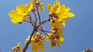 Golden Silk Cotton Tree Cochlospermum religiosum [upl. by Enifesoj]