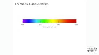 Molecular Probes Tutorial Series—Introduction to Fluorescence [upl. by Clea899]