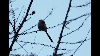 longtailed tit  schwanzmeise [upl. by Siloam974]