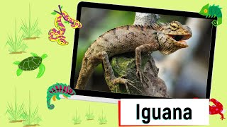 Educational Video  Reptiles and Amphibians  English for Kids  Kids Vocabulary [upl. by Courtnay]