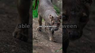 Fascinating Facts About the Fossa facts wildlife youtubeshorts madagascar nature animals [upl. by Omarr]