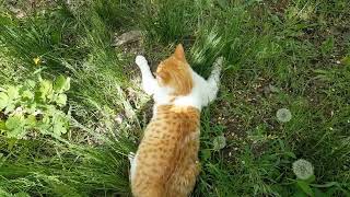 Stories of country cats  Ginger [upl. by Sammer]