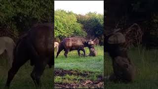 Lion vs Buffalo at Maasai mara [upl. by Tutto]