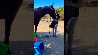 Such a helper 😂 horse funnyanimals sillyanimals equestrian life [upl. by Kcirej614]