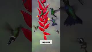 Hummingbirds  The Bird That Fly Backward animals facts [upl. by Redla]