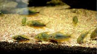 Corydoras undulatus [upl. by Ahsart]