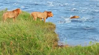 Male Lions Tackle Raging River [upl. by Narcissus311]