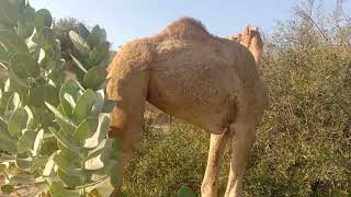 Camels eating 🤤 video in ther desert 🏜️🏝️ [upl. by Ellah935]