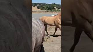 Thoroughbred stallion in action । First Time Meets For Horse [upl. by Aminta647]