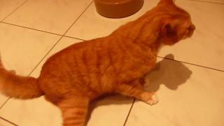 Epileptische aanval kater Max [upl. by Veejar]