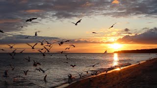 OSTSEE  Insel Usedom quotSonnenaufgang und Wellenrauschen am Meer in Zinnowitzquot DEUTSCHLAND [upl. by Attlee]