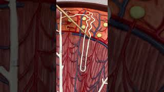 Nephron Anatomy [upl. by Chimene115]